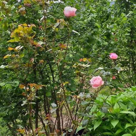 Su Foxile אריצו